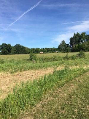 View as you walk one of the trails