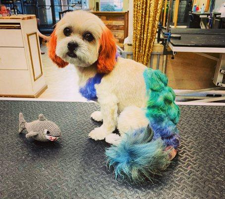 Transform your dog into a mermaid