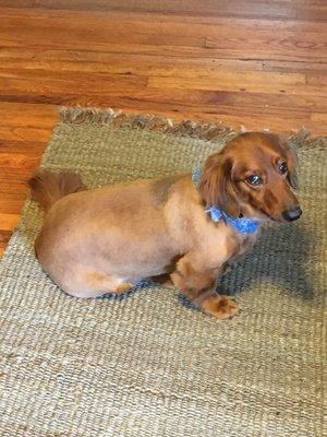 They made my long-haired dachshund short :-(