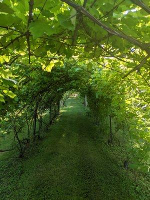 Make sure you take a stroll through the vineyard and orchard, it's stunning!