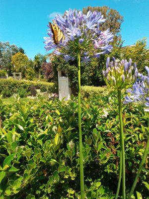 A beautiful butterfly.  Take time to enjoy the beauty around us.