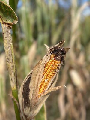 Corn at the maze