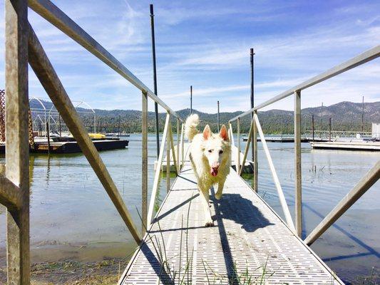 Private dock phoebs luvssss it!  Suns out tongues out bwahah