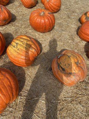 Shaka with a pumpkin