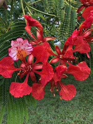 Royal Poinciana