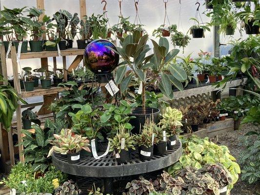 Best Feeds has a wide selection of house plants