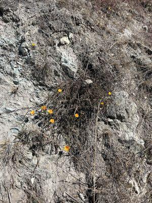 Resilient California poppy