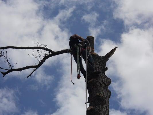 In this photo, Trevor Hunt is at climbing a large Pine Tree and setting up a block and tackle to remove the last branch