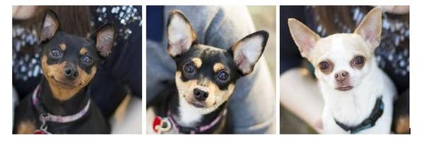 These are my three pups and three of my favorite photos that Allison took of them.