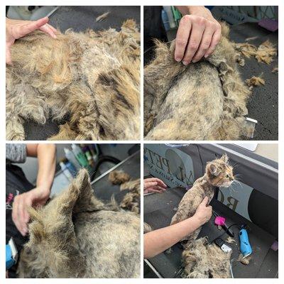 Major pelt removal on a 22 year old cat