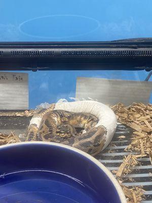 Baby snake covered in stuck shed directly on glass over a heat mat. They should shed all in one piece.