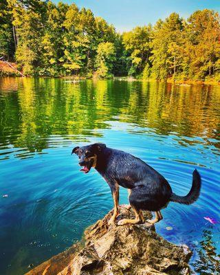 Shadow about to jump in the water