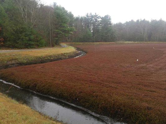 A cranberry bog nearby.