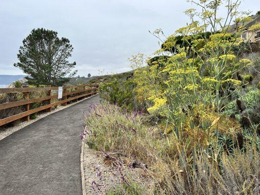 Shell Beach Bluff Trail