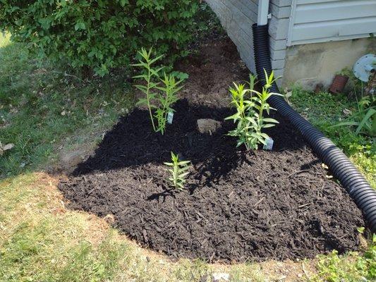 Three milkweeds purchased from Ashcombe's - Cinderella, swamp milkweed and Ice Ballet (white flowers!)