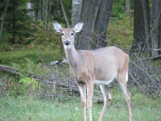 See me on a morning walk