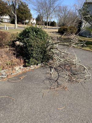 Fallen tree into my driveway