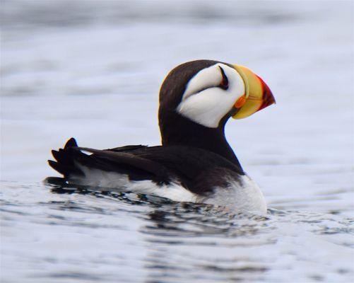 Extremely rare horned puffin as seen on a 5hr Extended tour around Sitka.