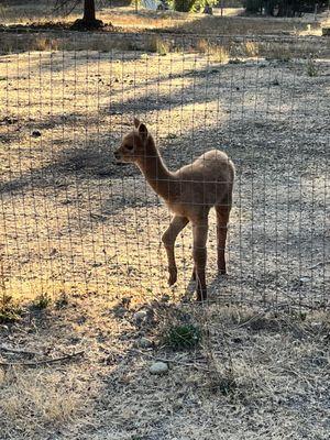 Week old baby alpaca