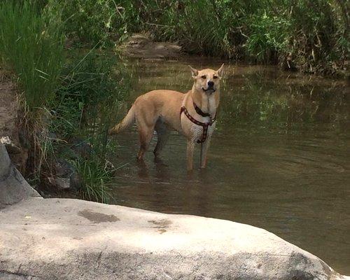 Playing in Dry Creek before going to her salon day.