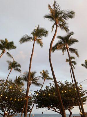 Luau views