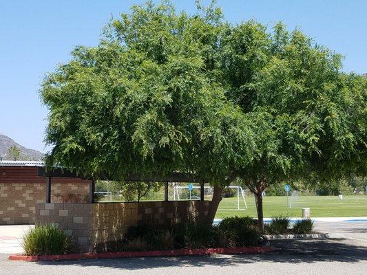 No trees this size anywhere on the field (no shade). Photo is in the parking lot.