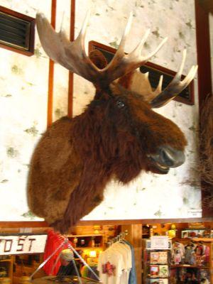 Howie our talking moose