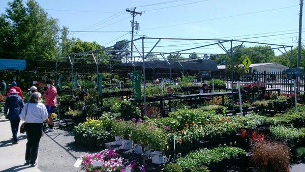 Part of the outdoor plant section