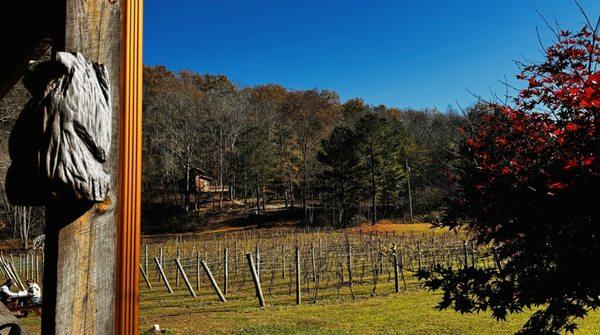 The view to the famous treehouse