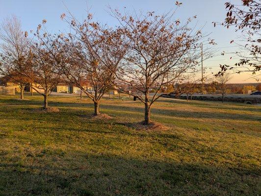 Cunningham Park, Joplin