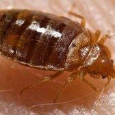 Bed bugs. It is summer camp and vacation time, and bed bugs sometime like to come to your home.