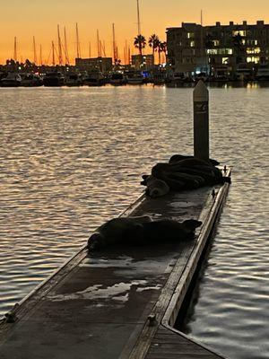 Sunsets and sea lions in the marina