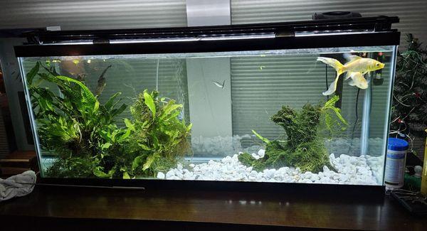 60 gallon tank with Java fern plants, 2 Danio and a couple 8 year old rescued goldfish.