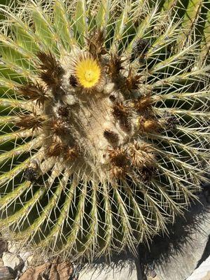 Cactus flower