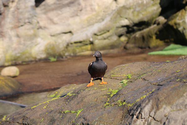 Oregon Coast Aquarium