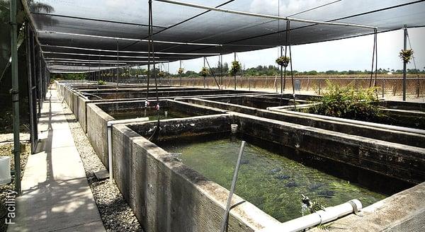 Japanese koi fish and African cichlid facility in Homestead, FL - Miami.