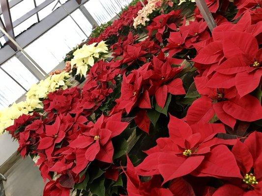 Poinsettias of both colors in season!