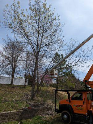 Bucket truck-limbing up.