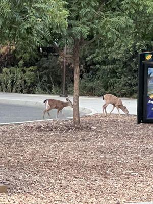 2 fawns following doe.