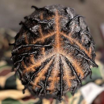 Starter Locs