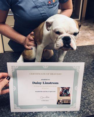 Certificate of Bravery after her spay