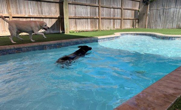 Both of our dogs LOVE the swimming pool.