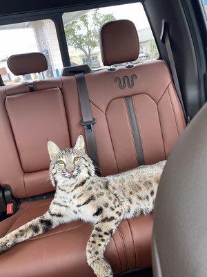 Bobcat mount