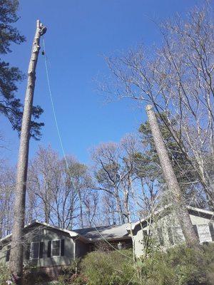 Artemio Tree Service LLC