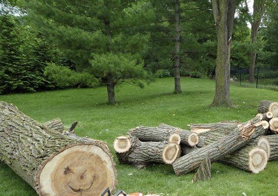 Tree removal and stump removal