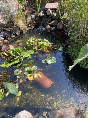 Look at this beautiful clear pond!!