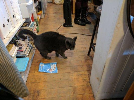 Resident kitty Cheech knocked his snacks off the shelf. 3