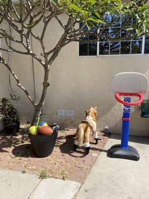 Pony Ride, Basketball, Soccer ball, Football to play