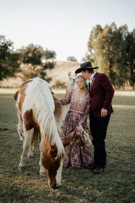 Bride & Groom with horse and peeping llama.