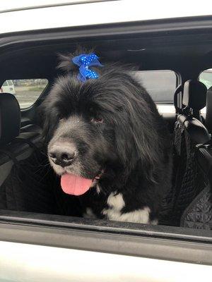 Handsome Teddy! Love the bow!!!